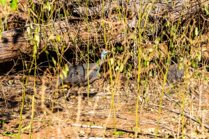Guinea fowl, Chobe, Botswana