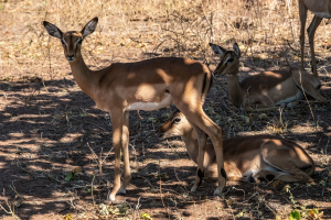 Impala, Chobe, Botswana