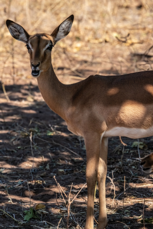 Impala, Chobe, Botswana