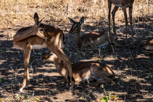 Impala, Chobe, Botswana