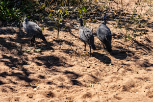Guinea fowls, Chobe, Botswana