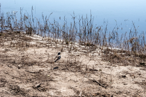 DSC03683-DeNoiseAI-clear