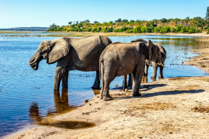 Elephant, Chobe, Botswana