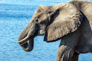 Elephant, Chobe, Botswana