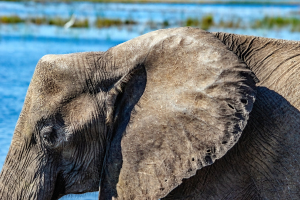 Elephant, Chobe, Botswana