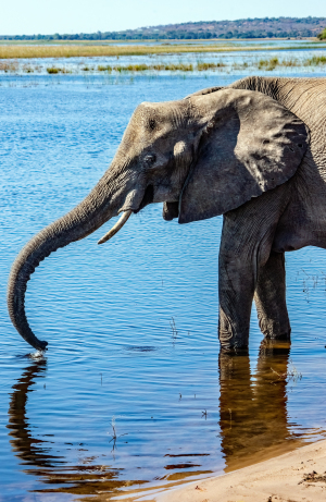 Elephant, Chobe, Botswana