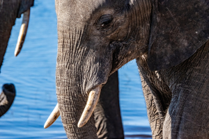 Elephant, Chobe, Botswana