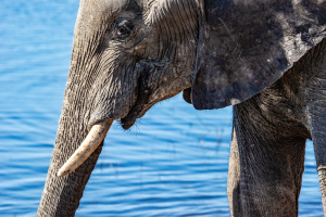 Elephant, Chobe, Botswana