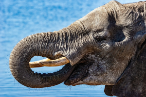 Elephant, Chobe, Botswana