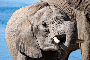 Elephant, Chobe, Botswana