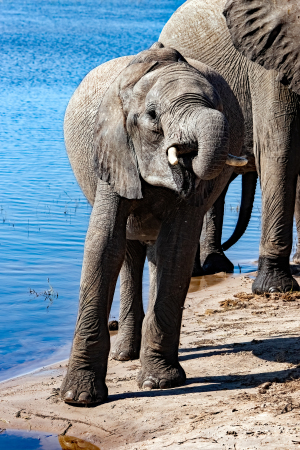 Elephant, Chobe, Botswana