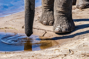 Elephant, Chobe, Botswana
