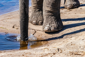 Elephant, Chobe, Botswana