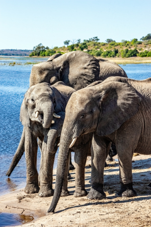Elephant, Chobe, Botswana
