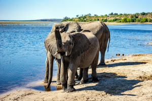 Elephant, Chobe, Botswana