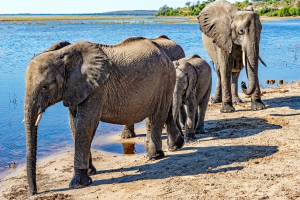 Elephant, Chobe, Botswana