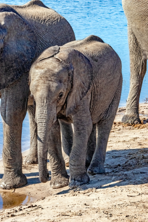 Elephant, Chobe, Botswana
