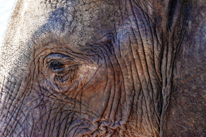 Elephant, Zambia