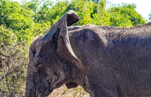 Elephant, Zambia