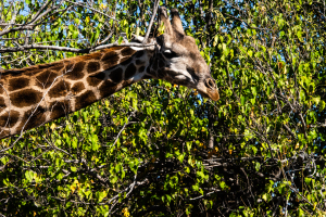 Giraffe, Zambia