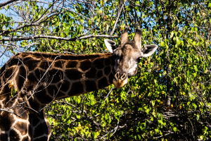 Giraffe, Zambia