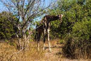 Giraffe, Zambia