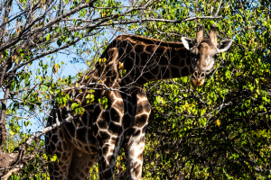 Giraffe, Zambia