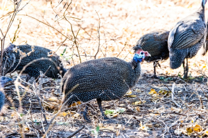 Guinea fowls, Chobe, Botswana