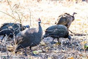 Guinea fowls, Chobe, Botswana