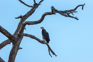 African fish eagle, Chobe, Botswana
