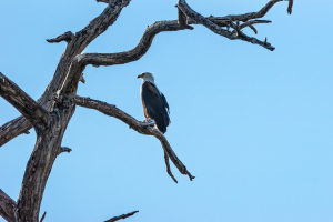 African fish eagle, Chobe, Botswana