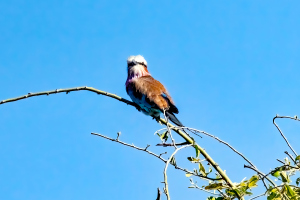 Lilac-breasted Roller, Chobe, Botswana