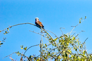 Lilac-breasted Roller, Chobe, Botswana