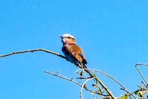 Lilac-breasted Roller, Chobe, Botswana