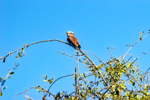 Lilac-breasted Roller, Chobe, Botswana