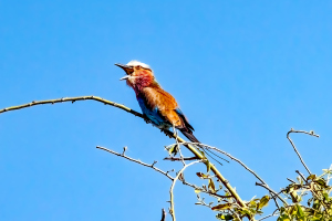 Lilac-breasted Roller, Chobe, Botswana