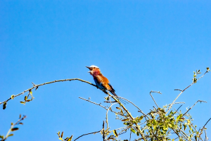Lilac-breasted Roller, Chobe, Botswana