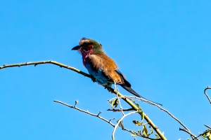 Lilac-breasted Roller, Chobe, Botswana