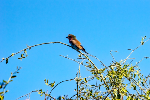 Lilac-breasted Roller, Chobe, Botswana