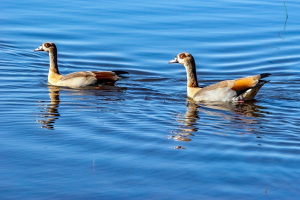 Egyptian Geese, Chobe, Botswana