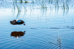 Yellow-billed storck, Chobe, Botswana