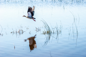 Yellow-billed storck, Chobe, Botswana