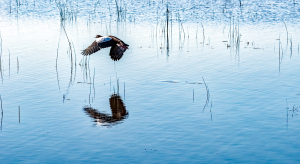 Yellow-billed storck, Chobe, Botswana