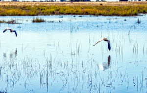 Yellow-billed storck, Chobe, Botswana