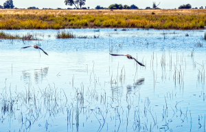 Yellow-billed storck, Chobe, Botswana