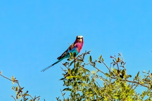 Lilac-breasted Roller, Chobe, Botswana