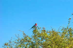 Lilac-breasted Roller, Chobe, Botswana
