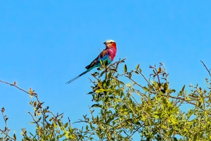 Lilac-breasted Roller, Chobe, Botswana