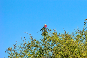 Lilac-breasted Roller, Chobe, Botswana