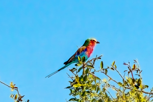 Lilac-breasted Roller, Chobe, Botswana